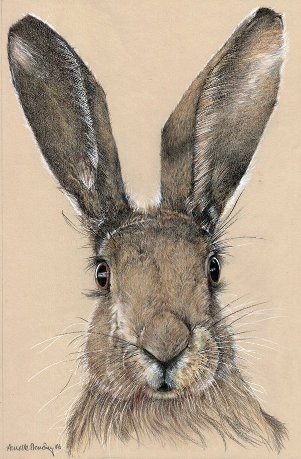 Hare Today - Limited Edition Print