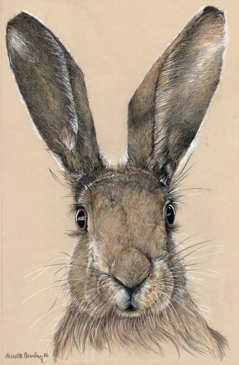 hare-today-standard.jpg