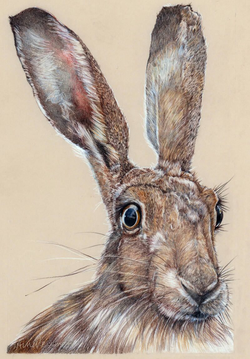 howards-hare-standard.jpg