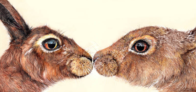 kissing-hares-standard-j1cdjk.jpg