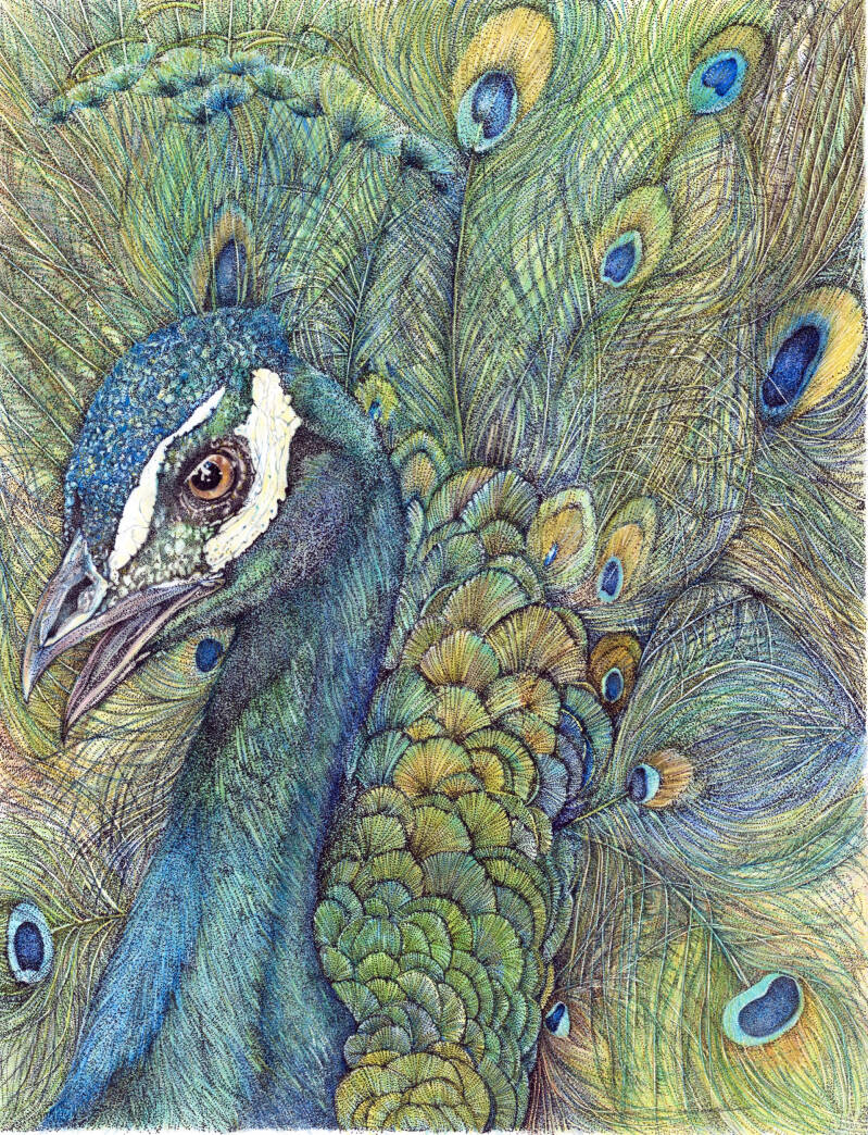 peacock-standard.jpg