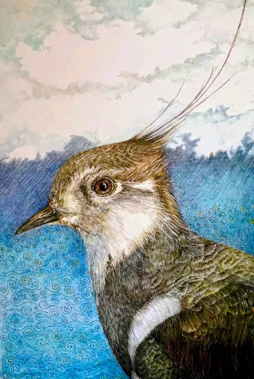 Lapwing Original Drawing