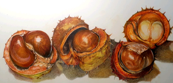 Still Life with Conkers