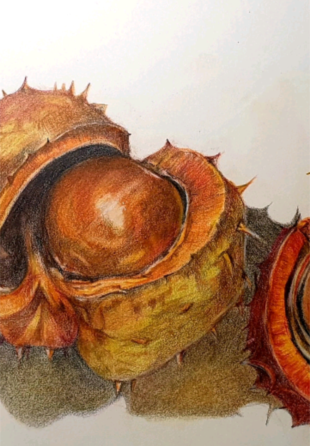 Still.life with Conkers Limited Edition Print