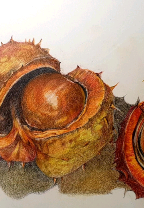 Still.life with Conkers Limited Edition Print