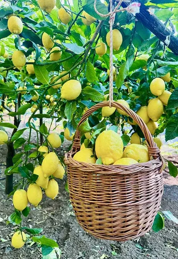 Limoni di Amalfi con Buccia Edibile - Calibro Grande