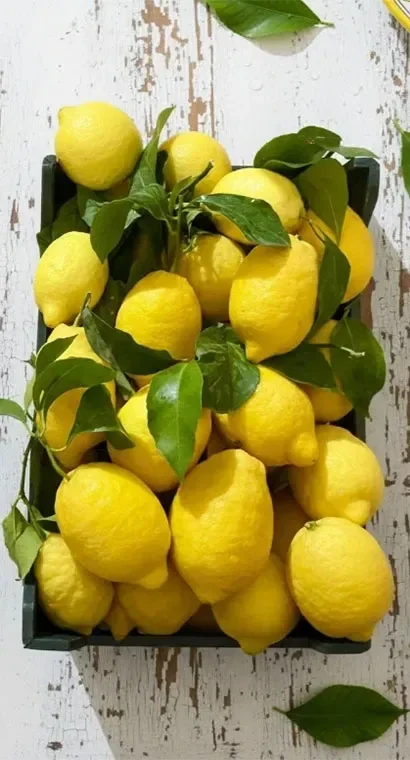 Limoni di Amalfi Sfusato IGP calibro grande con buccia edibile e succosa per cucina professionale.