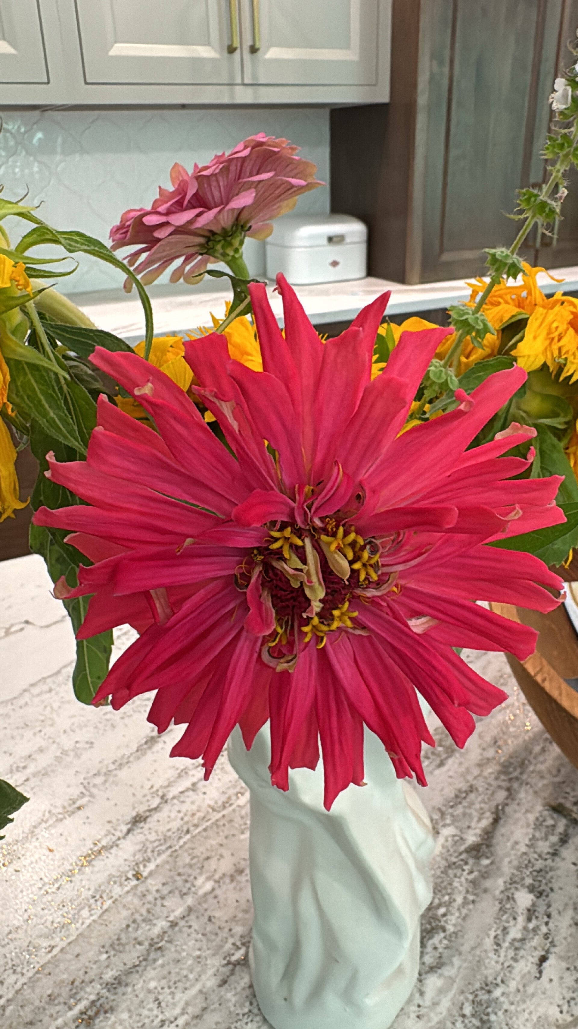 Zinnia redman super cactus