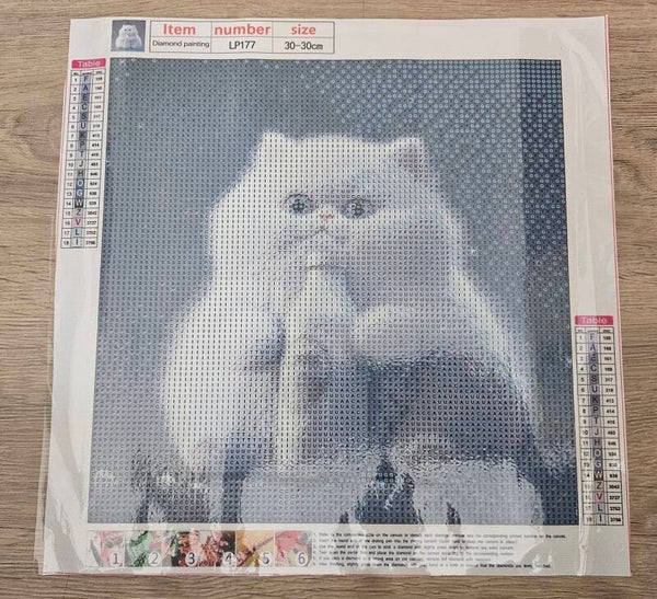 DP Bild Pummelkätzchen 2