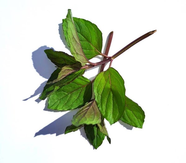 Chocolade munt siroop