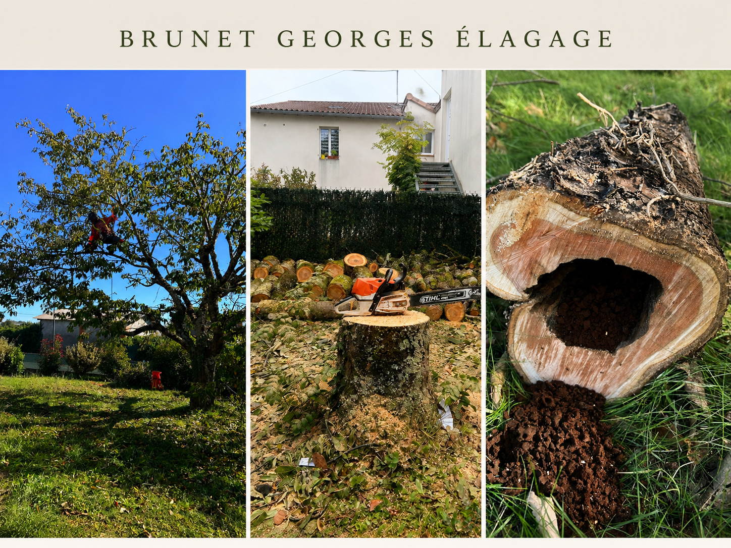 Les arbres parlent. Encore faut-il savoir les écouter.  Ce cerisier semblait sain. Pourtant, notre expertise a révélé une dégradation interne avancée. Après l’abattage, le constat était sans appel : un tronc presque entièrement creux.