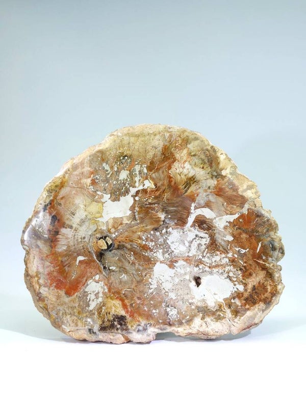 Versteend hout - Madagaskar