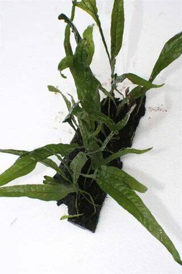 Microsorium on driftwood