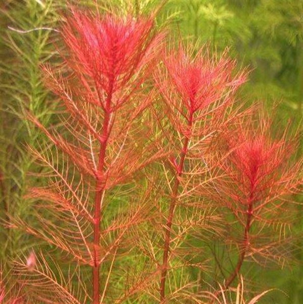 Myriophyllum tuberculatum