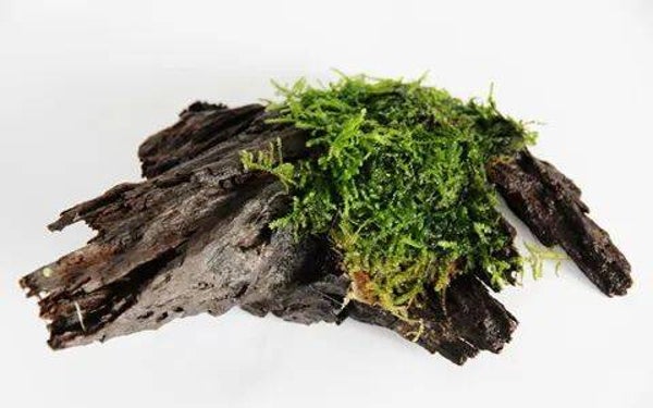 Vesicularia moss on driftwood
