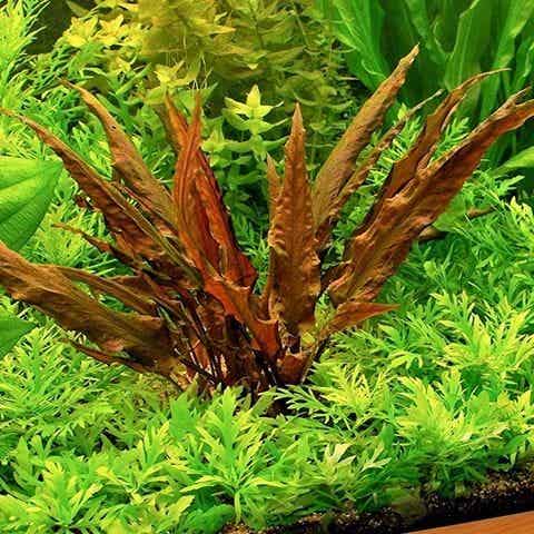 Cryptocoryne wendtii red