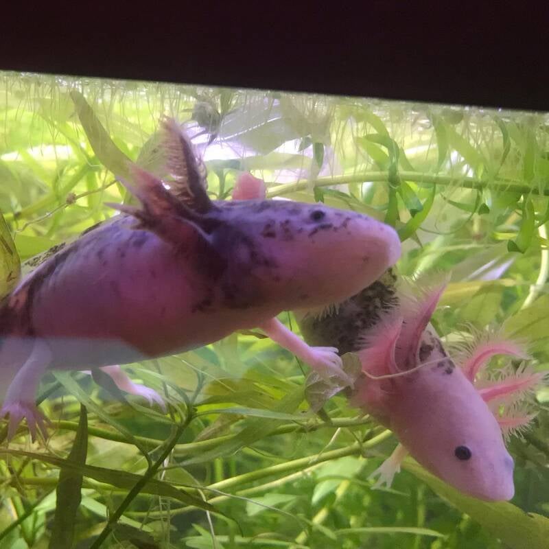 Twee zeldzame mosaic axolotls met unieke kleurvarianten en contrasterende pigmentvlekken die samen tussen de groene aquariumplanten zitten. 🧬🌿