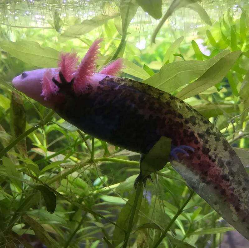 Zeldzame Mosaic Axolotl met uniek vlekkenpatroon hangend tussen groene waterplanten in een koudwateraquarium.