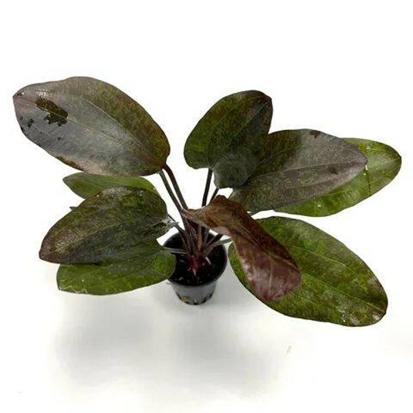 Echinodorus red flame