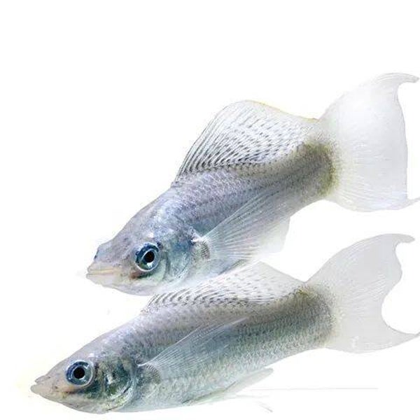 Poecilia velifera - Hoogvinkarper Zilver