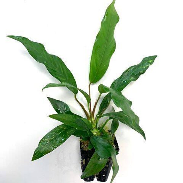 Anubias barteri glabra