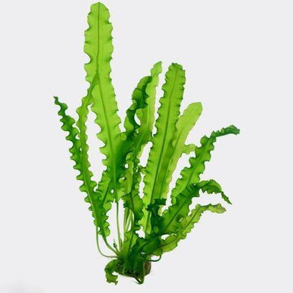 Aponegeton longiplumosus Knol (met blad)