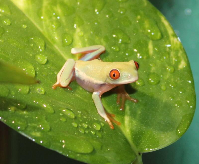 Agalychnis callidryas roodoogmakikikker met felrode ogen zittend op een groot groen tropisch blad in een vochtig terrarium.
