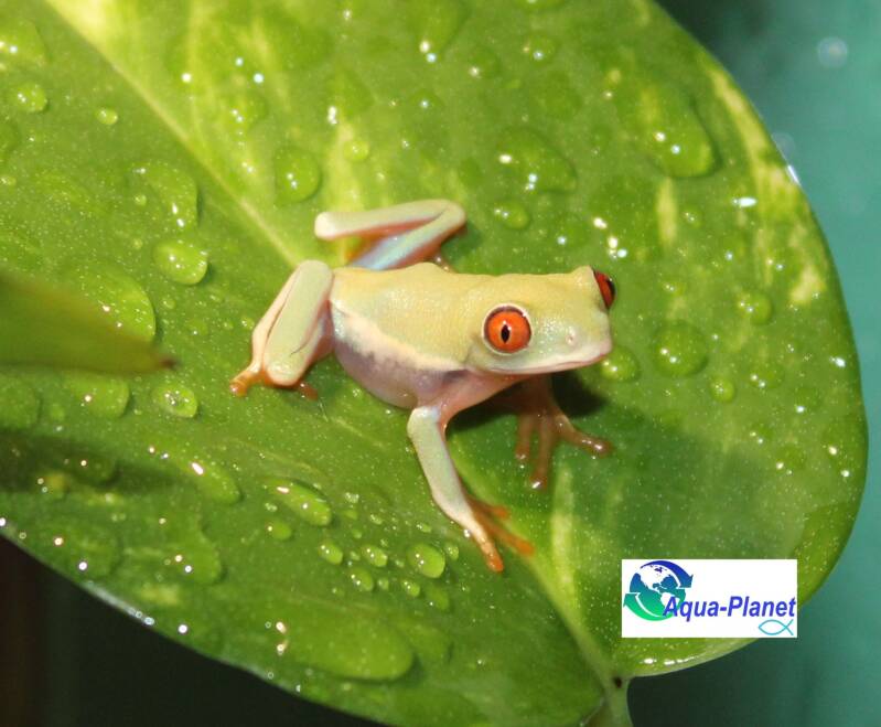 Roodoogmakikikker Agalychnis callidryas op een groen blad in een tropisch boomkikker terrarium