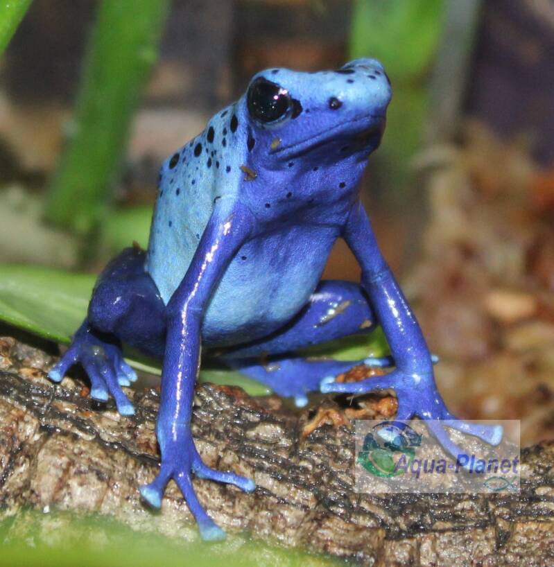 Blauwe gifkikker (Dendrobates tinctorius Azureus) in een tropisch amfibieën terrarium