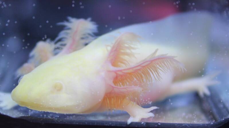 Een zeldzame Ghost Albino axolotl met een matte melkachtige witte huid zonder glans.