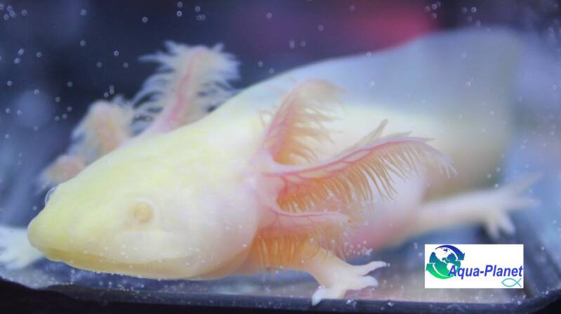 "Zeldzame Ghost Albino Axolotl met iconische roze kieuwen en mysterieuze glimlach – Koop jouw unieke waterdraak hier" 🦎✨