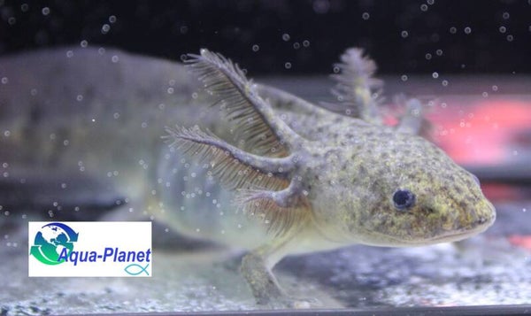 Axolotl - Melanoid