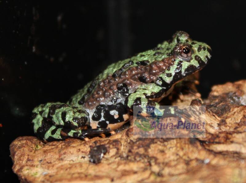 Chinese vuurbuikpad Bombina orientalis met felgroene rug en opvallende oranje buik in een vochtig terrarium.