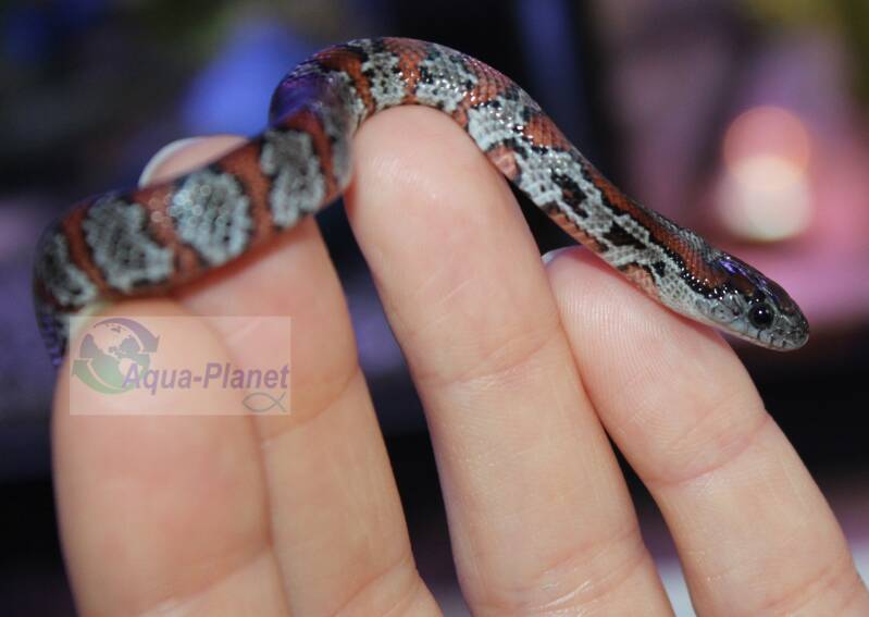 Een gezonde Lampropeltis mexicana Mexicaanse koningsslang als terrariumdier.