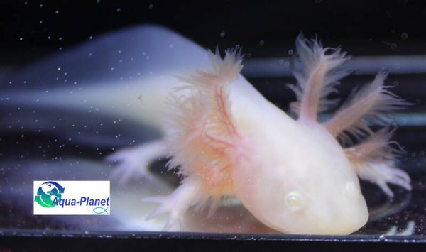 Axolotl - Leucistic Albino