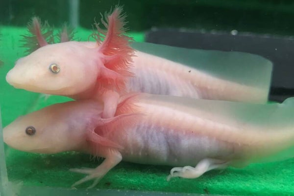 Axolotl - Leucistic Koper
