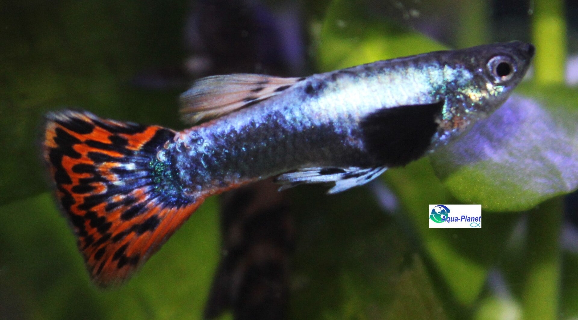 Poecilia reticulata - Guppy Platinum Red Mosaic Big Ear