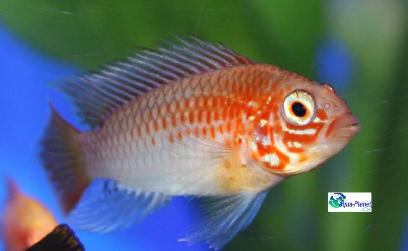 Close-up van een mannelijke Apistogramma sp. viejeta Gold dwergcichlide in een beplant aquarium.