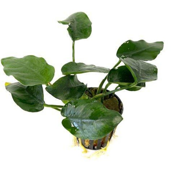 Anubias nana thick leaf