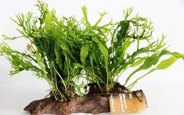 Microsorium crisped leaves stonewood