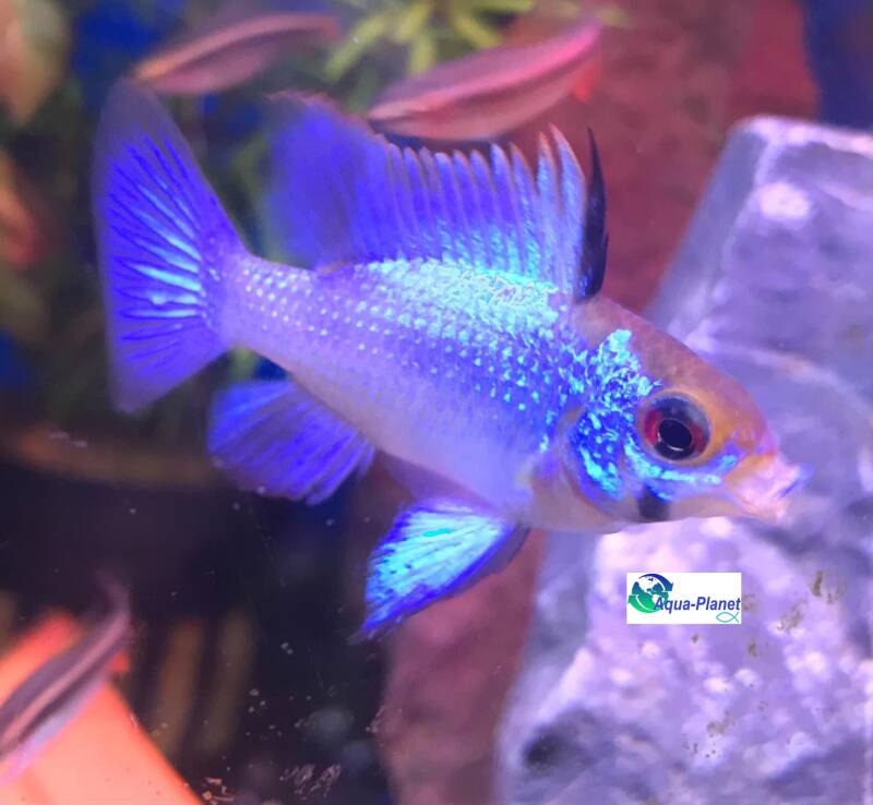 Mikrogeophagus ramirezi Electric Blue met volledig uitgestrekte vinnen en metaalachtige glans 🧬🌊