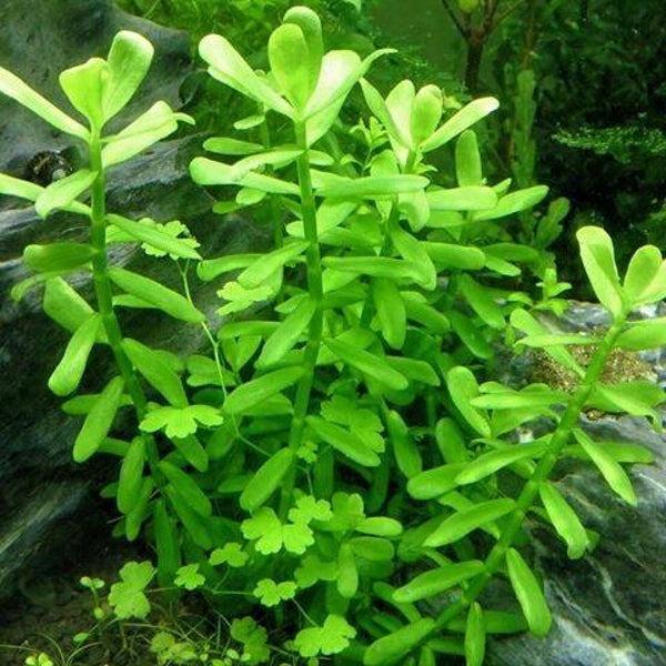Bacopa crenata (monnieri)