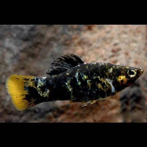 Poecilia sphenops - Oranjestaart molly