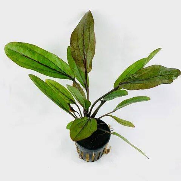 Echinodorus atlandsberg