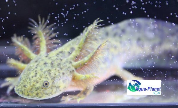 Axolotl - Wildkleur Iridophore/Starburst