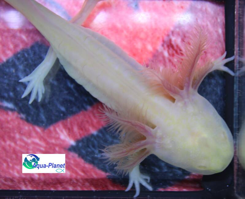 "Ghost Albino Axolotl (Melanoid/Albino) als stralend middelpunt tussen de diepzwarte Melanoid en schitterende gouden kleurvarianten" 🎨🧬