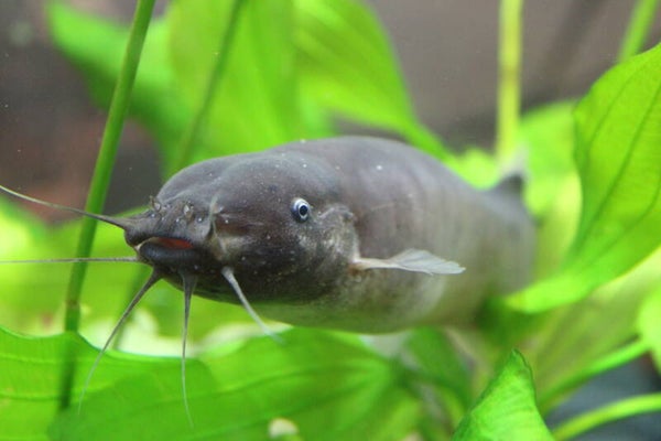 Malapterurus electricus