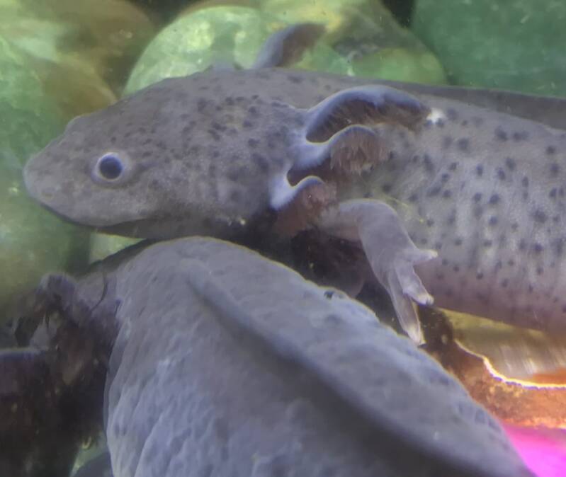 Close-up van een diepzwarte Melanoid Axolotl met kenmerkende matte huid en donkere ogen zonder glans