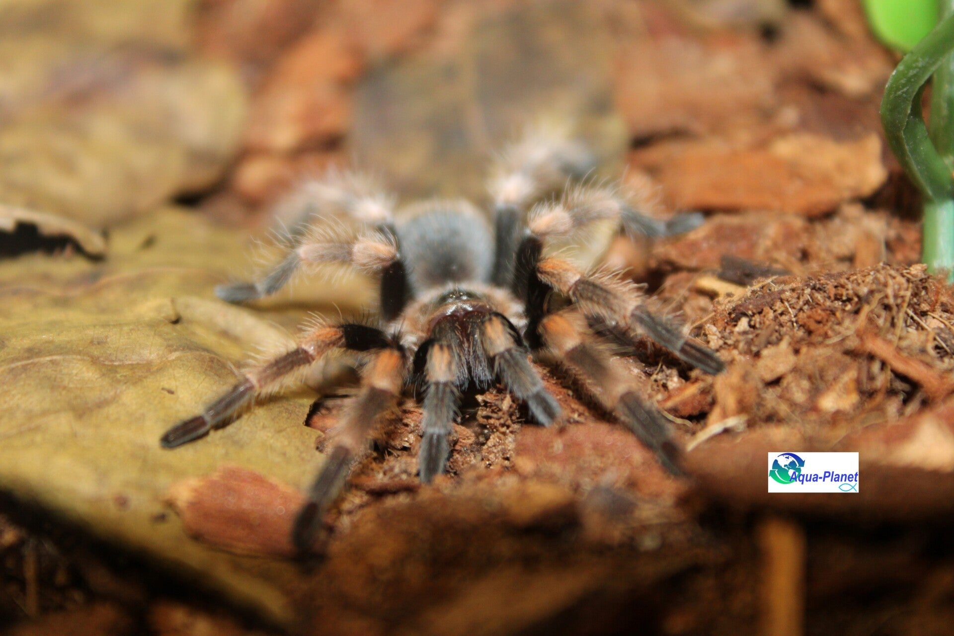 Brachypelma smithi