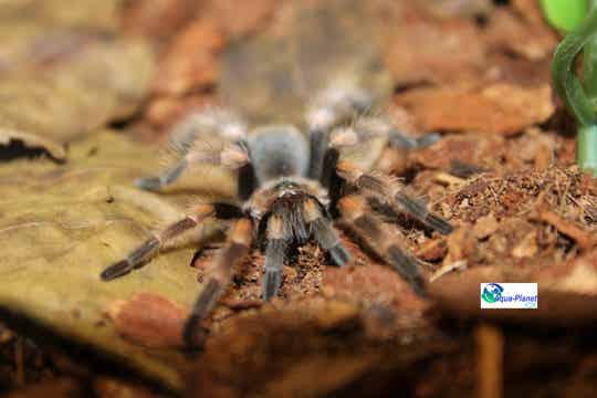 Brachypelma smithi